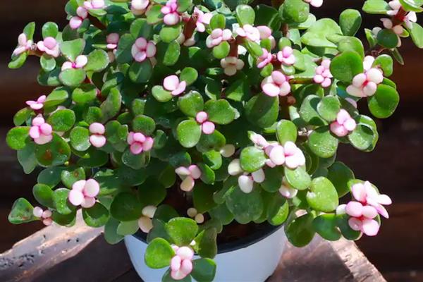 家里为什么不适合养藤蔓类植物，风水学认为此类植物容易招阴气
