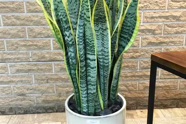 家里为什么不适合养藤蔓类植物，风水学认为此类植物容易招阴气