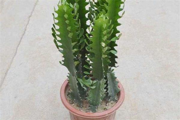 家里为什么不适合养藤蔓类植物，风水学认为此类植物容易招阴气