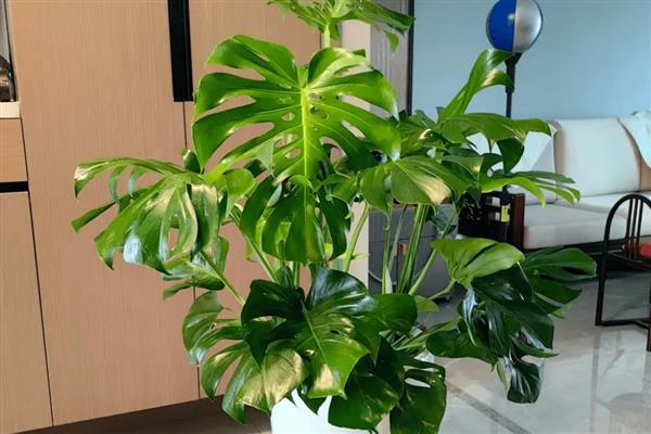 家里为什么不适合养藤蔓类植物，风水学认为此类植物容易招阴气