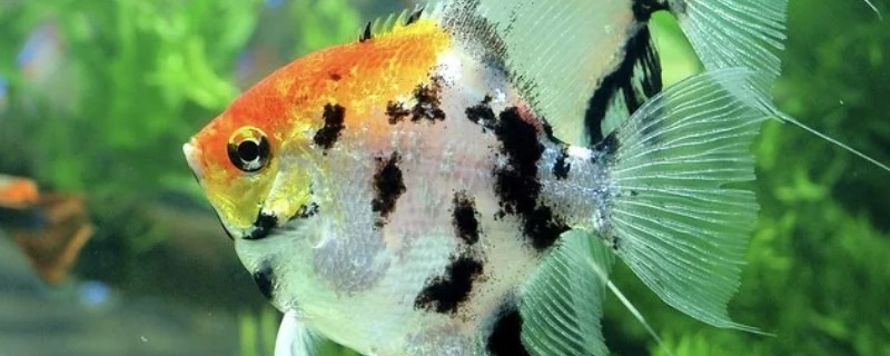 燕鱼的养殖方法，喜欢偏高一点的水温