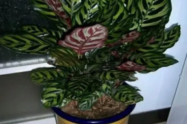 怎么养双线竹芋，需要充足的散射光照