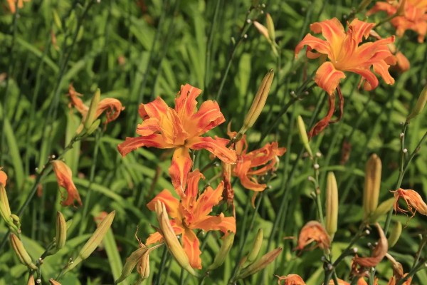 萱草的花语，寓意是隐藏的爱、忘忧、疗愁等