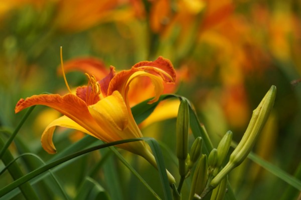 萱草的花语，寓意是隐藏的爱、忘忧、疗愁等