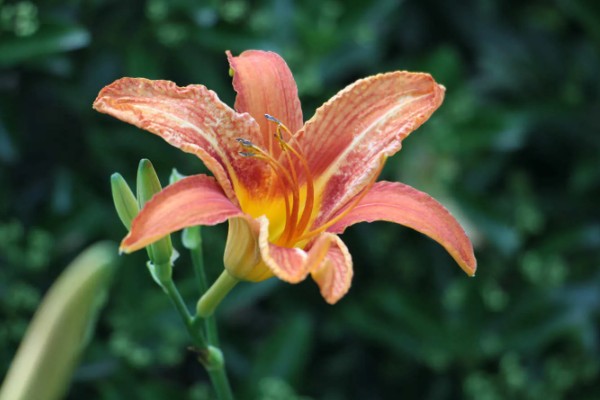 萱草的花语，寓意是隐藏的爱、忘忧、疗愁等