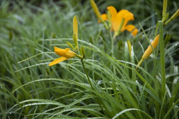 萱草的花语，寓意是隐藏的爱、忘忧、疗愁等
