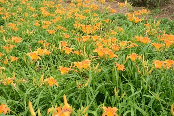 萱草的花语，寓意是隐藏的爱、忘忧、疗愁等