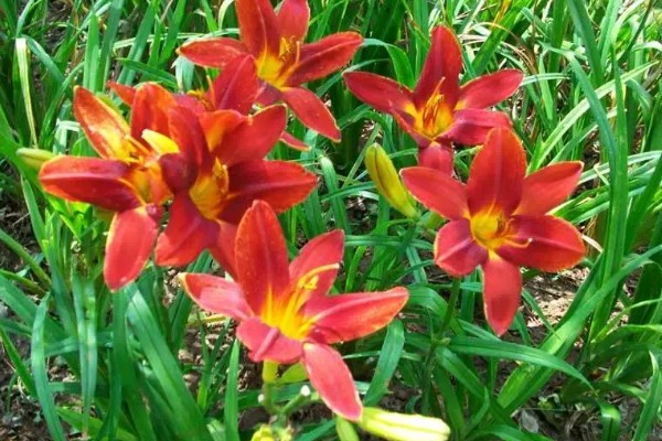 萱草的花语，寓意是隐藏的爱、忘忧、疗愁等