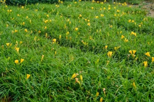 萱草的花语，寓意是隐藏的爱、忘忧、疗愁等