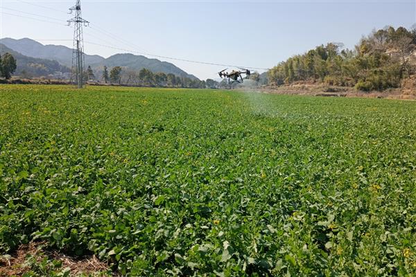 油菜的管理技术要点，移栽后要及时查苗补缺