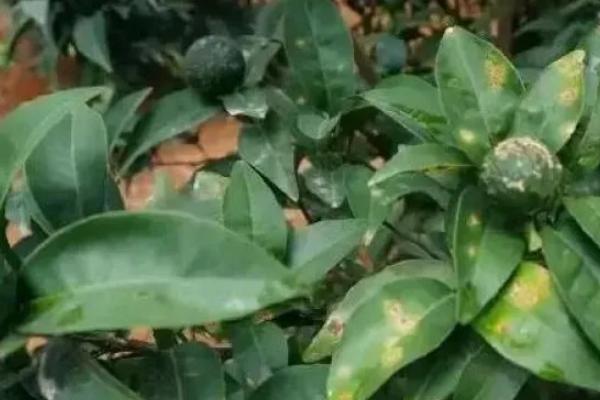 柑橘锈病如何防治，对外来苗木要实行严格检疫