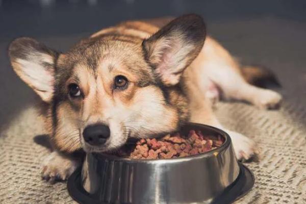 狗狗为什么不吃东西，可能是天气炎热、犬粮变质等因素所致
