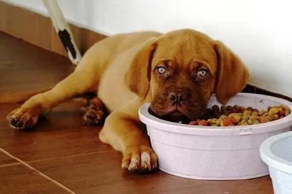 狗狗为什么不吃东西，可能是天气炎热、犬粮变质等因素所致