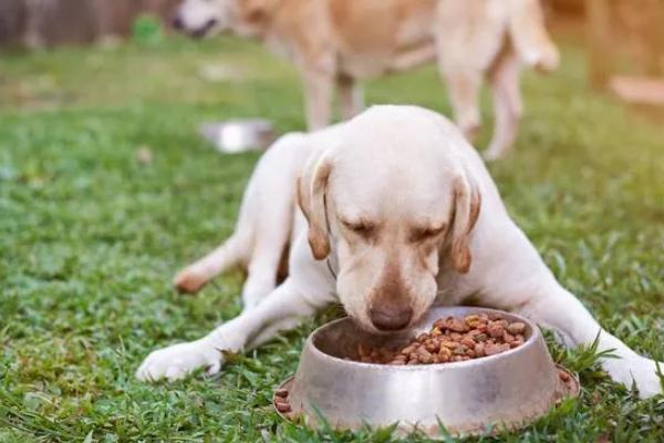 狗狗为什么不吃东西，可能是天气炎热、犬粮变质等因素所致