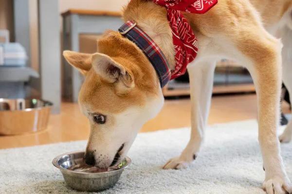 狗狗为什么不吃东西，可能是天气炎热、犬粮变质等因素所致