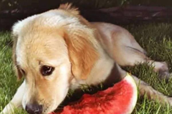 狗狗为什么不吃东西，可能是天气炎热、犬粮变质等因素所致