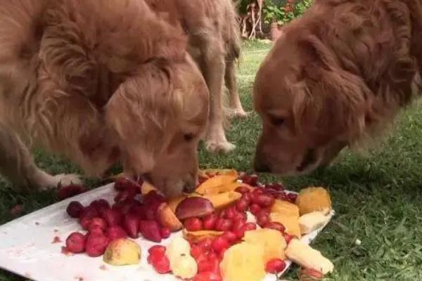 狗狗为什么不吃东西，可能是天气炎热、犬粮变质等因素所致