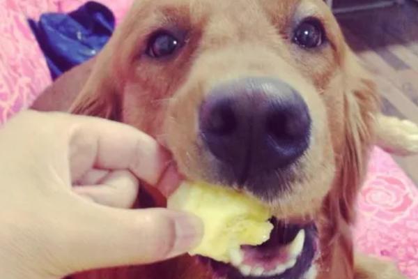 狗狗为什么不吃东西，可能是天气炎热、犬粮变质等因素所致