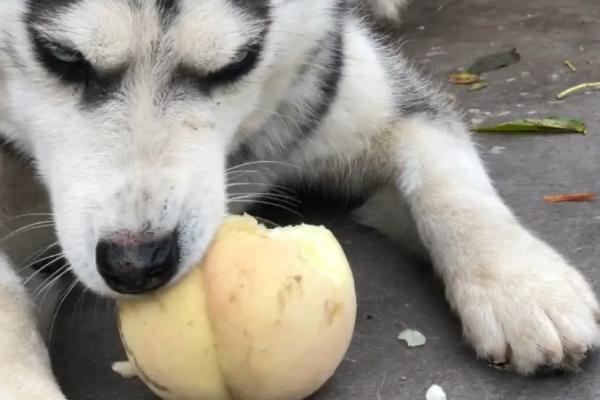 狗狗为什么不吃东西，可能是天气炎热、犬粮变质等因素所致