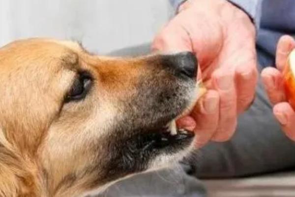狗狗为什么不吃东西，可能是天气炎热、犬粮变质等因素所致