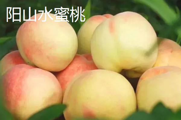 水蜜桃与桃子有什么区别，按以下方式可以和不同品种做区分