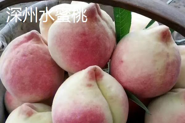 水蜜桃与桃子有什么区别，按以下方式可以和不同品种做区分