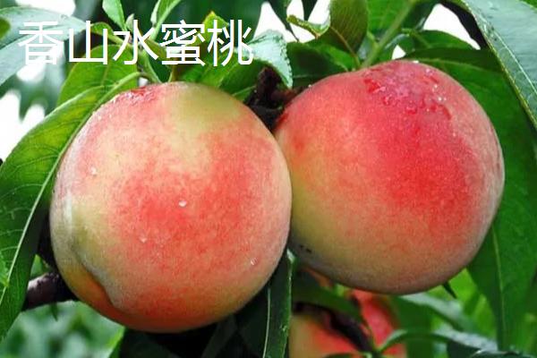 水蜜桃与桃子有什么区别，按以下方式可以和不同品种做区分