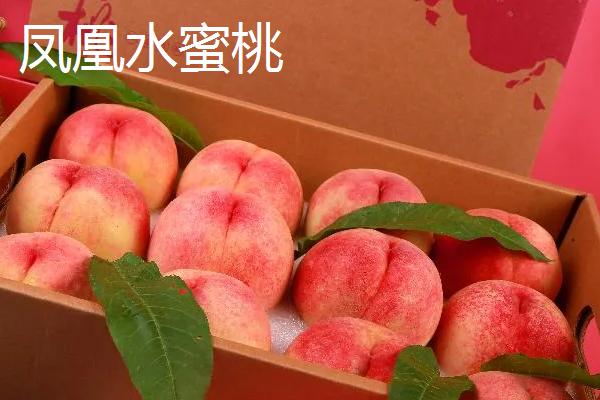 水蜜桃与桃子有什么区别，按以下方式可以和不同品种做区分