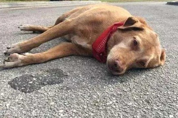 狗狗癫痫的症状，表现为突然倒地、四肢抽搐等