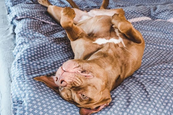 狗狗癫痫的症状，表现为突然倒地、四肢抽搐等