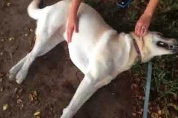 狗狗癫痫的症状，表现为突然倒地、四肢抽搐等