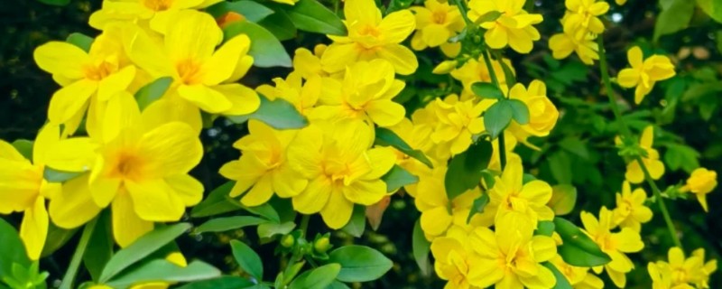 迎春花有哪些花语，代表顽强、相爱到永远等含义