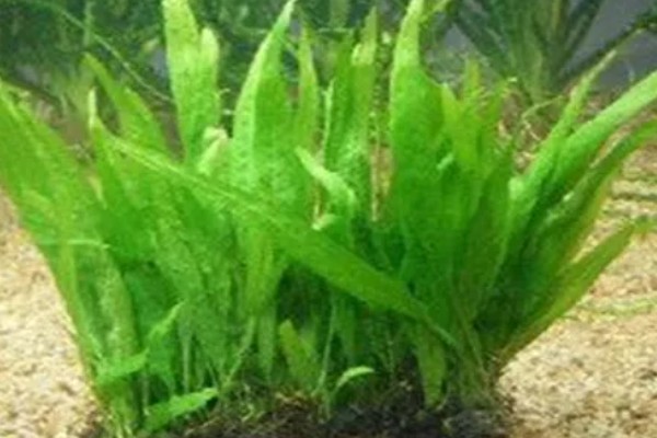 皇冠草叶子变透明的原因，可能是养分不足或光照不足所致