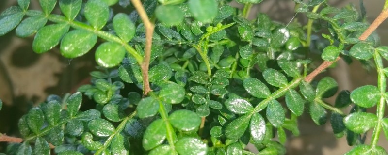 驱蚊草有毒吗，是无毒性的