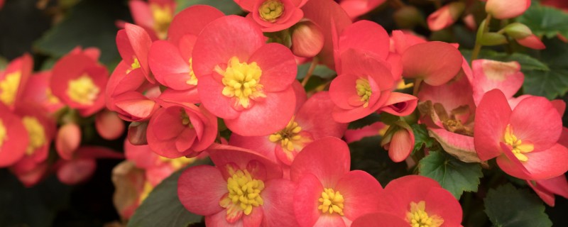 秋海棠能耐寒多少，可耐寒10℃