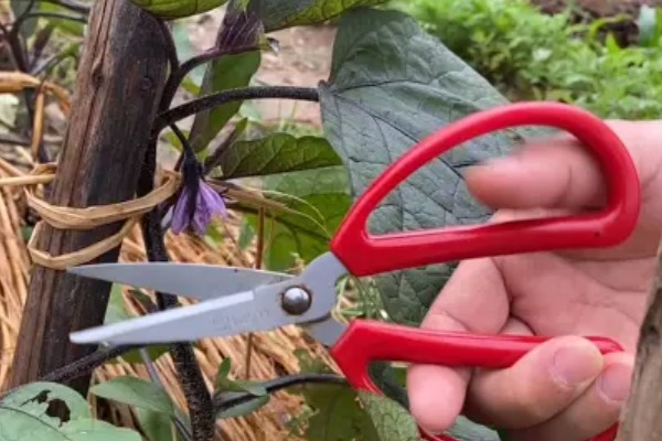 茄子的剪叶方法，分枝能力强的品种可以多剪