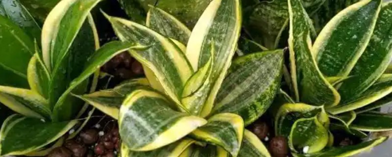 虎皮兰简介，属于百合科观叶植物