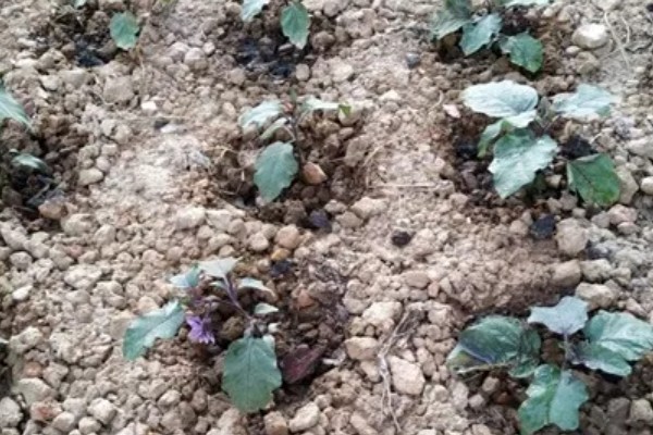 茄子的剪叶方法，分枝能力强的品种可以多剪