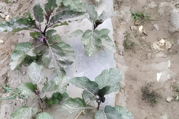 茄子的剪叶方法，分枝能力强的品种可以多剪