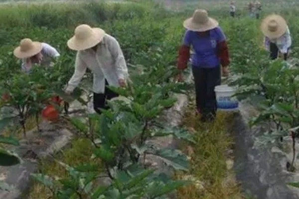 茄子的剪叶方法，分枝能力强的品种可以多剪