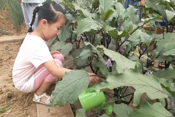 茄子的剪叶方法，分枝能力强的品种可以多剪