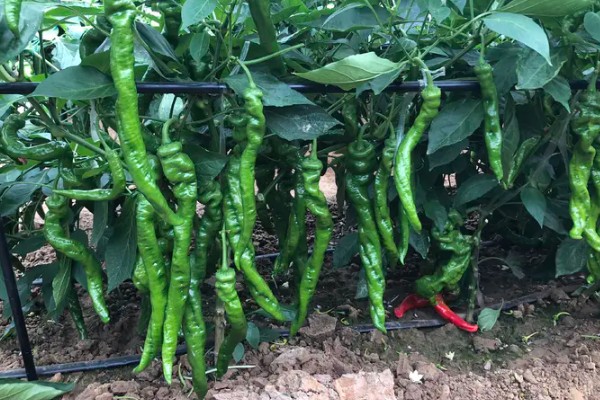 螺丝椒的种植方法，要施足够的粪肥作底肥