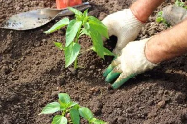 螺丝椒的种植方法，要施足够的粪肥作底肥