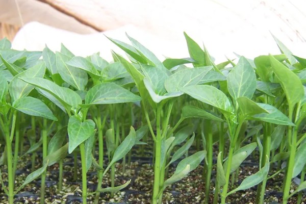 螺丝椒的种植方法，要施足够的粪肥作底肥