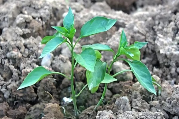 螺丝椒的种植方法，要施足够的粪肥作底肥