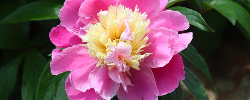 芍药花的花语，寓意依依惜别，难舍难分等