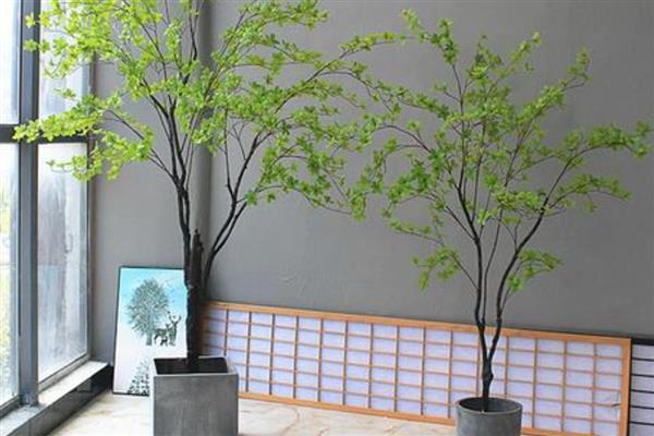 怎么养吊钟树，喜欢在高温高湿的环境中生长
