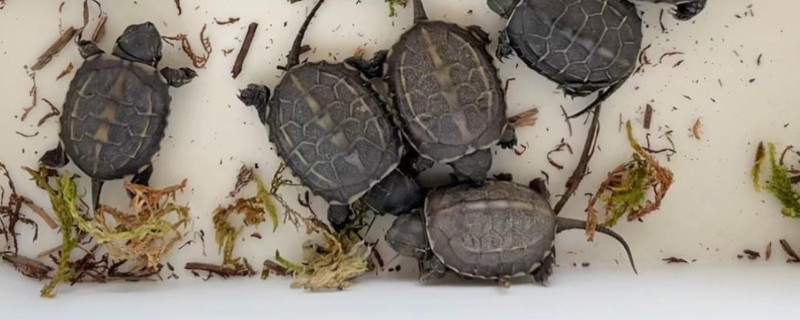 如何饲养1至2厘米的草龟，勤晒太阳可以增强抵抗力