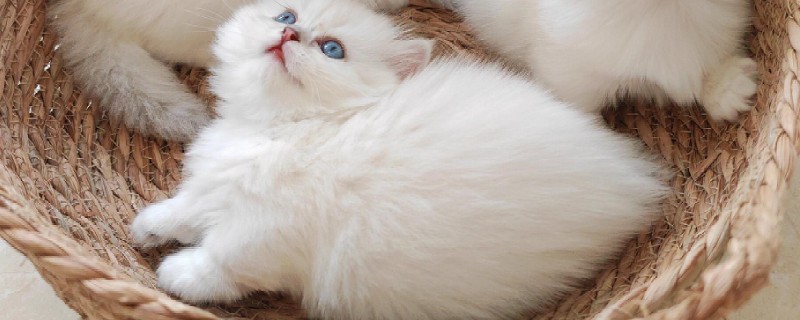 猫咪上火症状，具有鼻头干燥、尿黄等表现