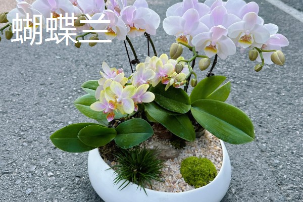 春节期间家里适合放什么花，蝴蝶兰、金桔、腊梅花等品种皆为适宜选择